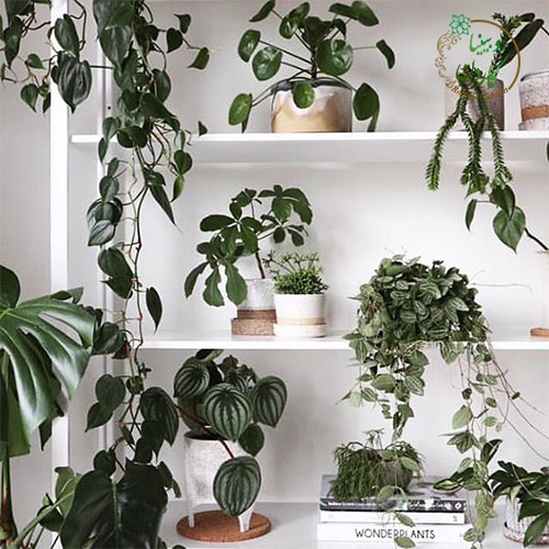 نگهداری انواع گیاهان آپارتمانی