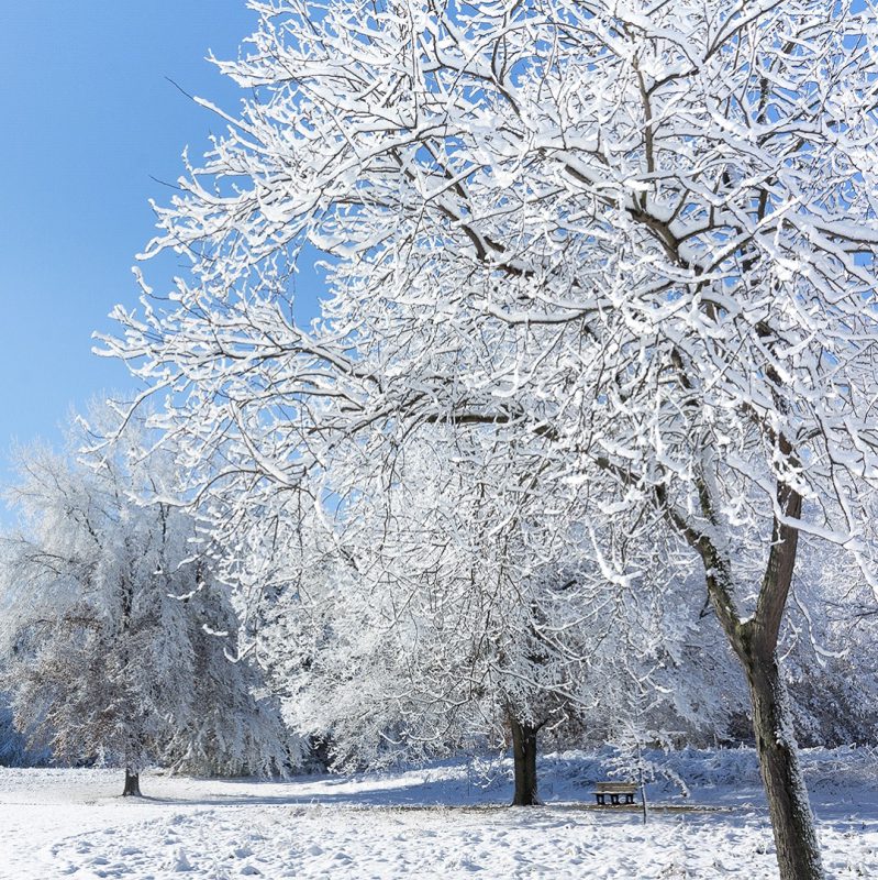 کارهایی که در فصل سرما برای جلو گیری از سرمازدگی درختان باید انجام داد.